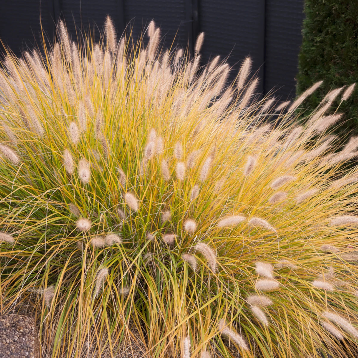 pennisetum alo Pennisetum alopecuroides 'Hameln' | Outdoor Plant