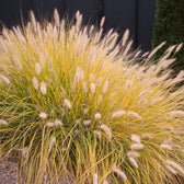 Pennisetum alopecuroides 'Hameln' plant detail.
