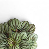 Nahaufnahme eines Blatts von Peperomia albovittata 'Piccolo Banda' vor weißem Hintergrund.