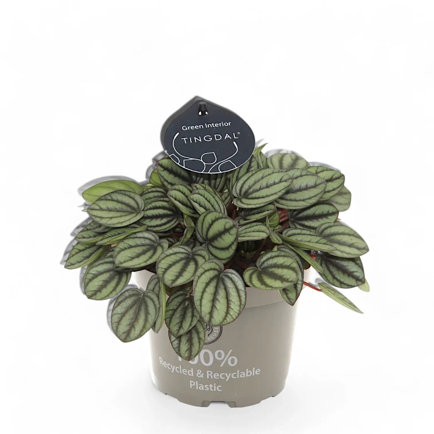 Peperomia albovittata 'Piccolo Banda' – Zimmerpflanze im Kulturtopf auf weißem Hintergrund, Produktfoto 4.