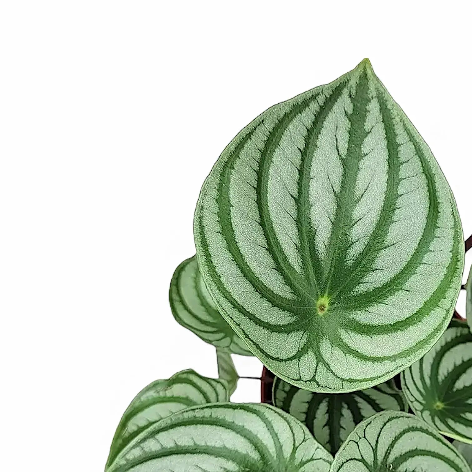 Nahaufnahme eines Blatts von Peperomia argyreia vor weißem Hintergrund.