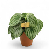 Peperomia argyreia – Zimmerpflanze im Kulturtopf auf weißem Hintergrund, Produktfoto 2.