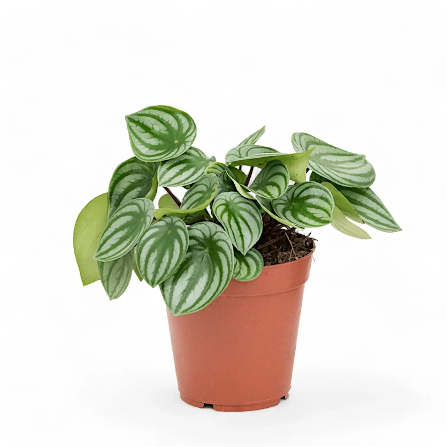 Peperomia argyreia – Zimmerpflanze im Kulturtopf auf weißem Hintergrund, Produktfoto 3.