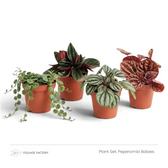 Peperomia Babies plant set with four young Peperomias arranged in nursery pots