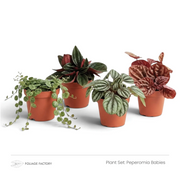 Peperomia Babies plant set with four young Peperomias arranged in nursery pots