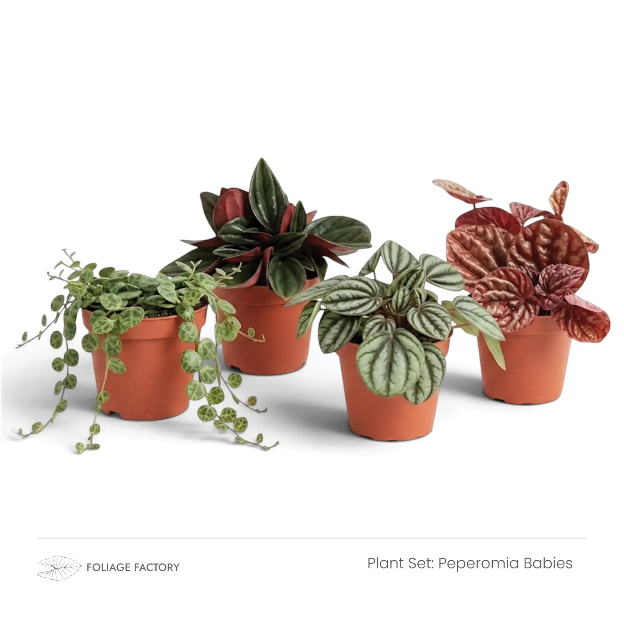 Peperomia Babies plant set with four young Peperomias arranged in nursery pots