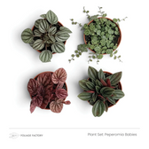 Four Peperomia Babies with silver, green and red leaves viewed from above