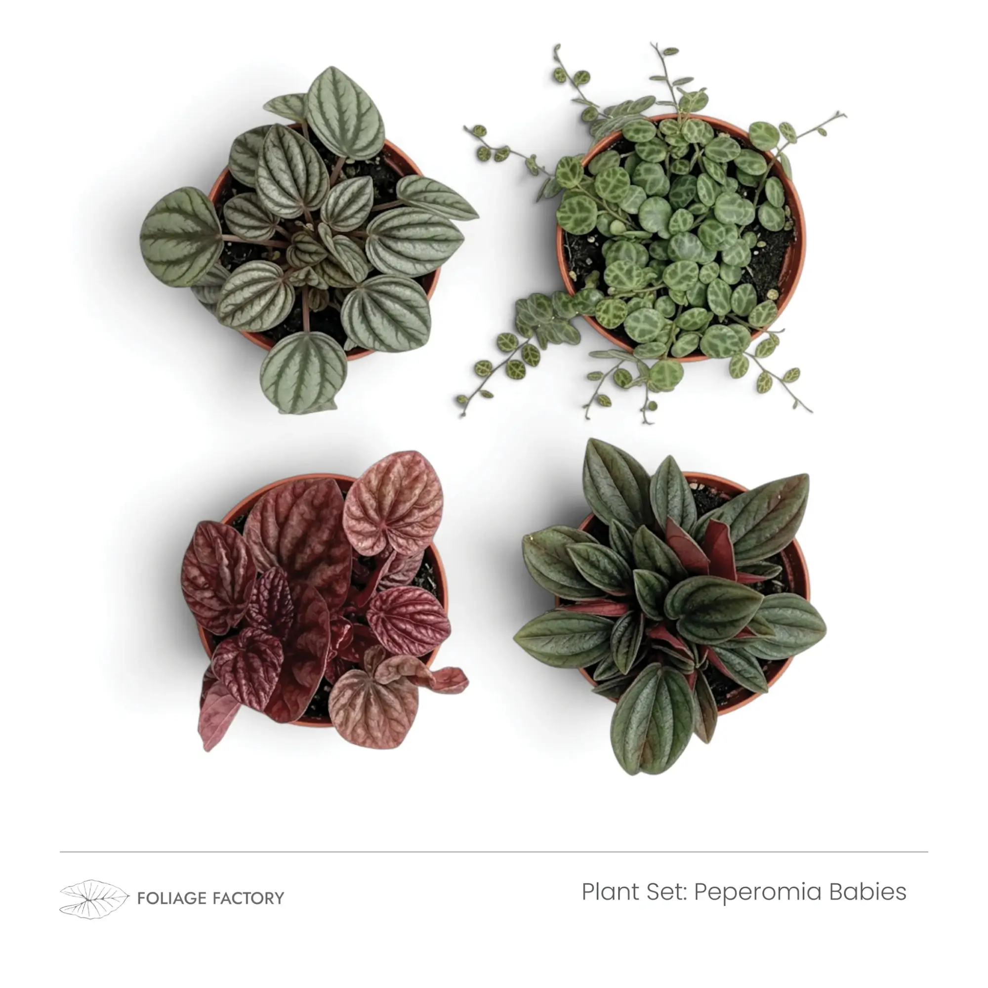 Four Peperomia Babies with silver, green and red leaves viewed from above