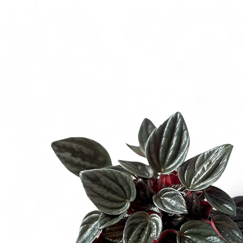 Peperomia 'Brasilia' leaf detail on white background.