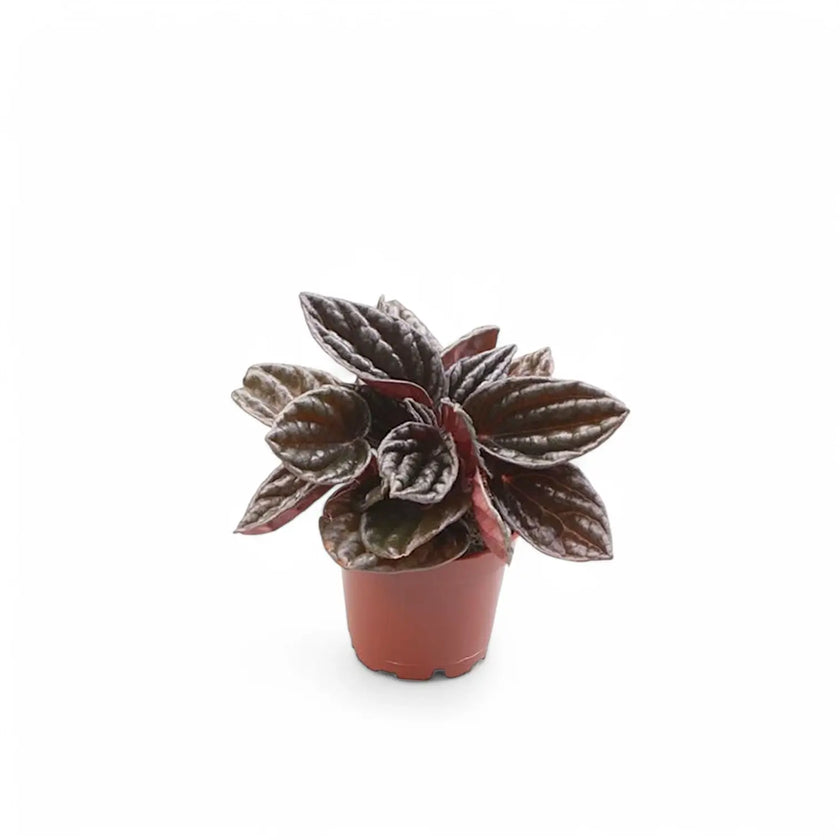 Peperomia 'Brasilia' potted plant in nursery pot on white background.