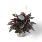 Peperomia 'Brasilia' potted plant in nursery pot on white background.