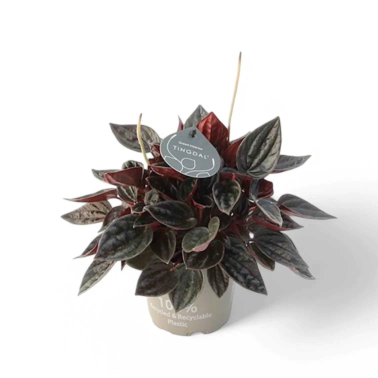 Peperomia 'Brasilia' potted plant in nursery pot on white background.