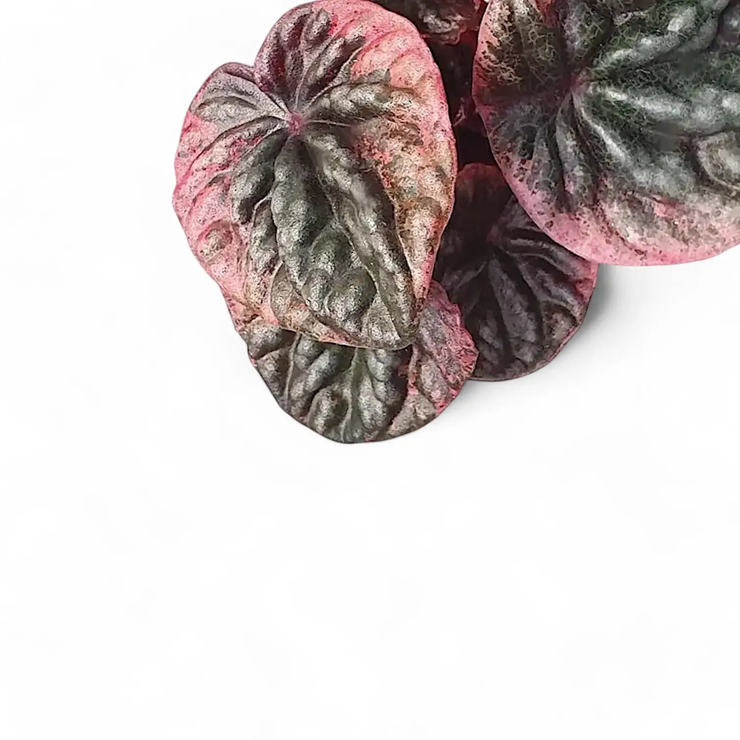 Peperomia caperata 'Abricos' close-up of leaf on white background.