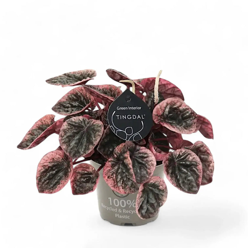 Peperomia caperata 'Abricos' potted plant in nursery pot on white background.