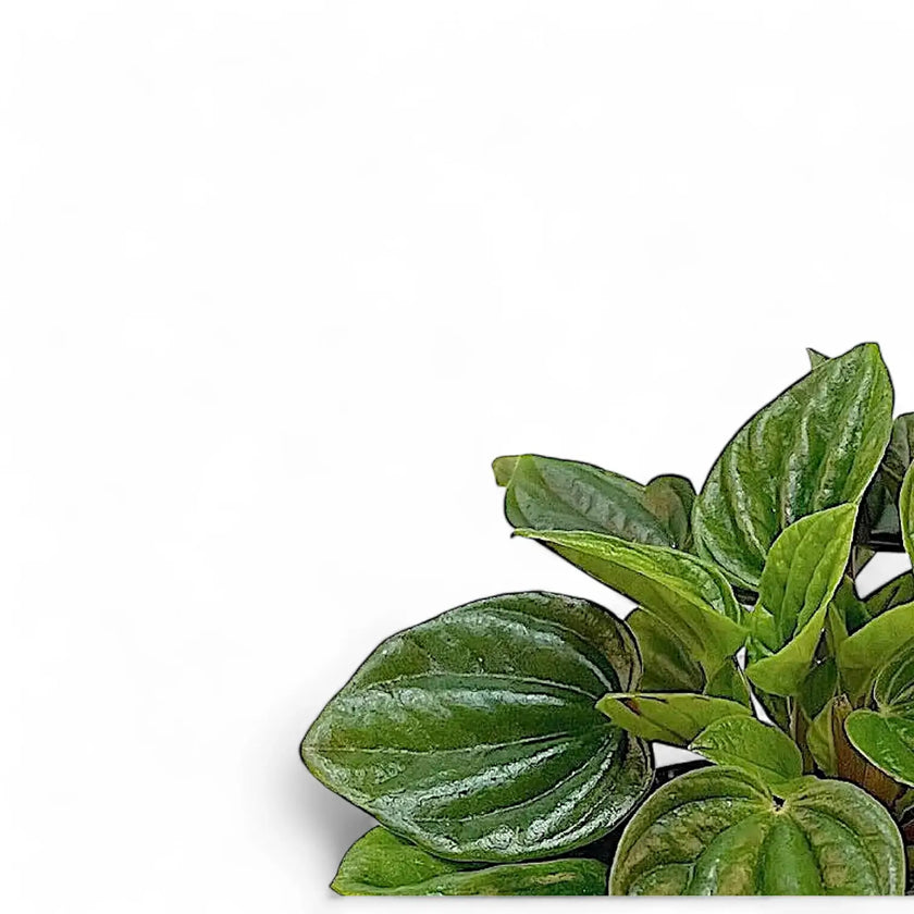 Peperomia caperata 'Amazonas' leaf detail on white background.