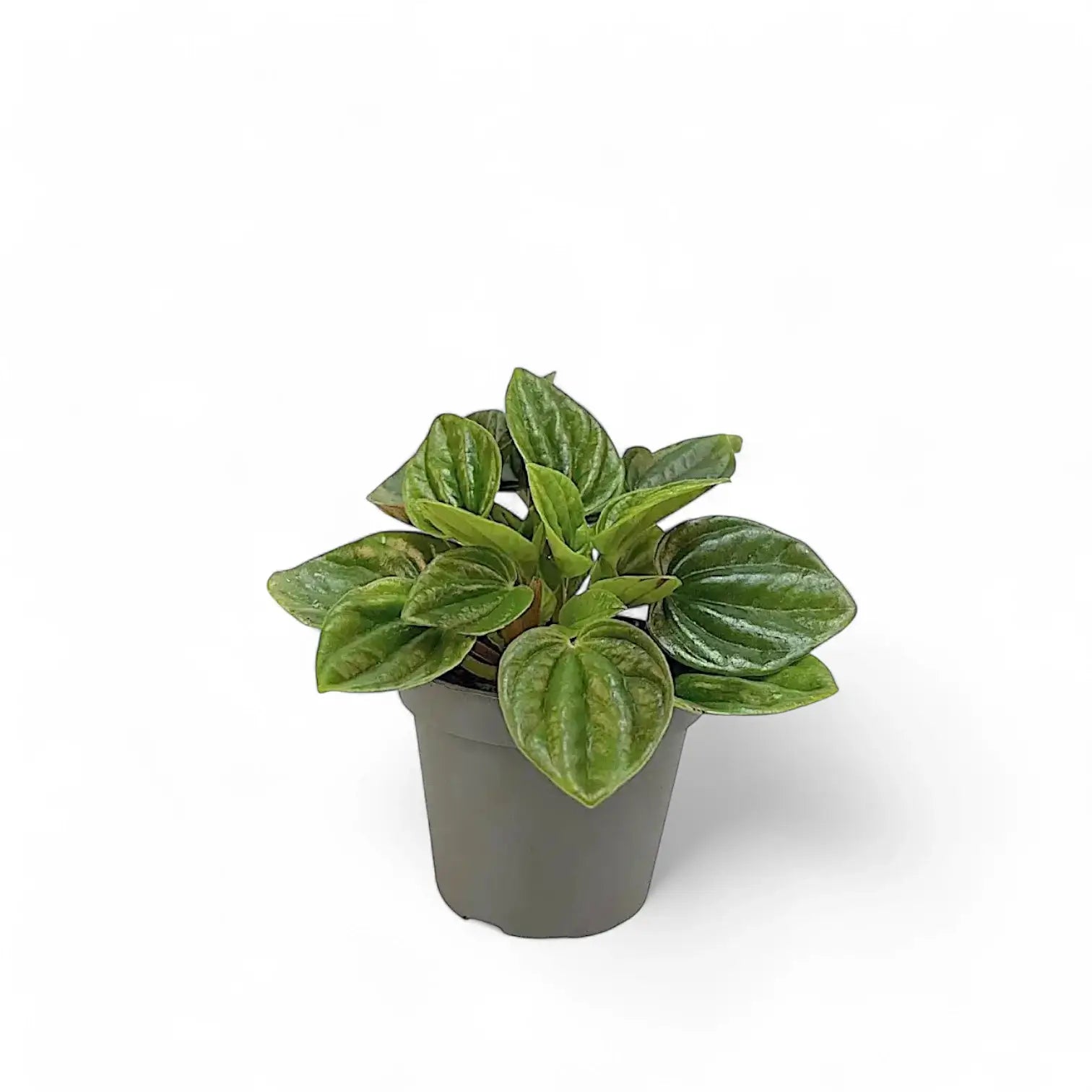 Peperomia caperata 'Amazonas' potted plant in nursery pot on white background.
