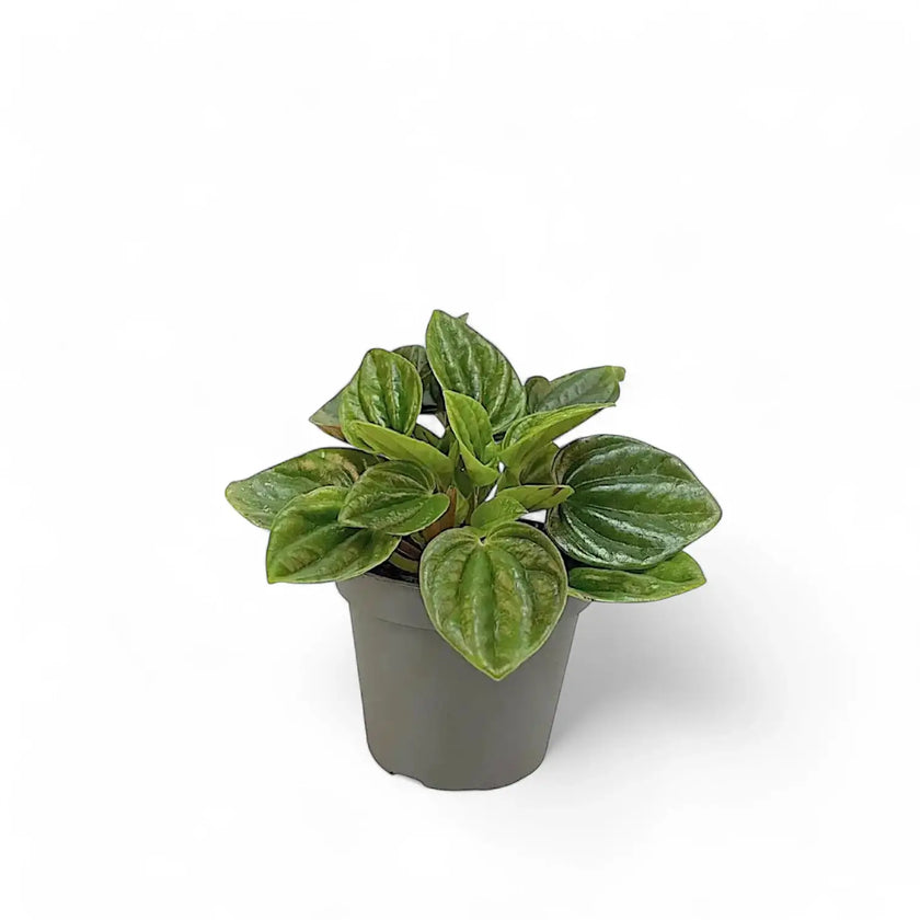 Peperomia caperata 'Amazonas' potted plant in nursery pot on white background.