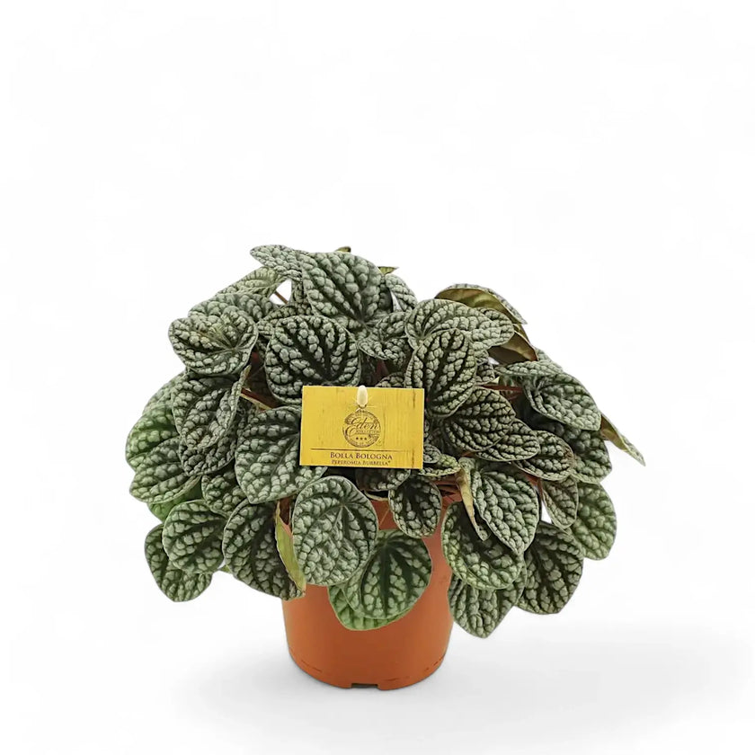 Peperomia caperata 'Burbella' potted plant in nursery pot on white background.