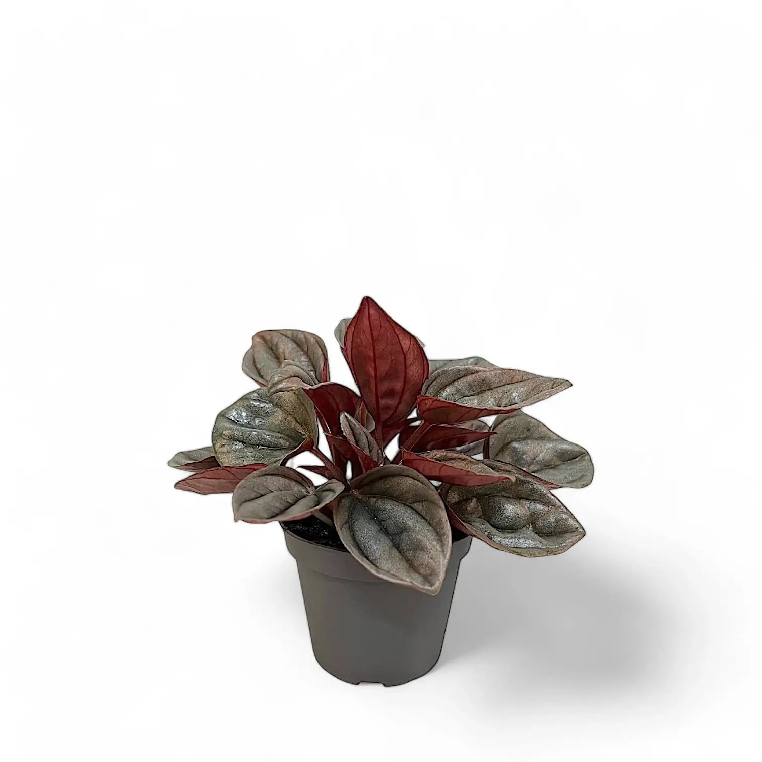 Peperomia caperata 'Caracas' – Zimmerpflanze im Kulturtopf auf weißem Hintergrund, Produktfoto 2.