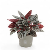 Peperomia caperata 'Caracas' – Zimmerpflanze im Kulturtopf auf weißem Hintergrund, Produktfoto 3.