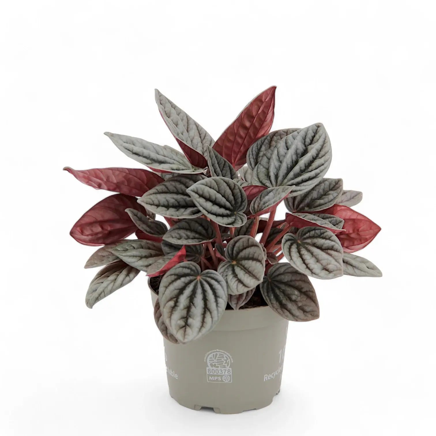 Peperomia caperata 'Caracas' – Zimmerpflanze im Kulturtopf auf weißem Hintergrund, Produktfoto 3.