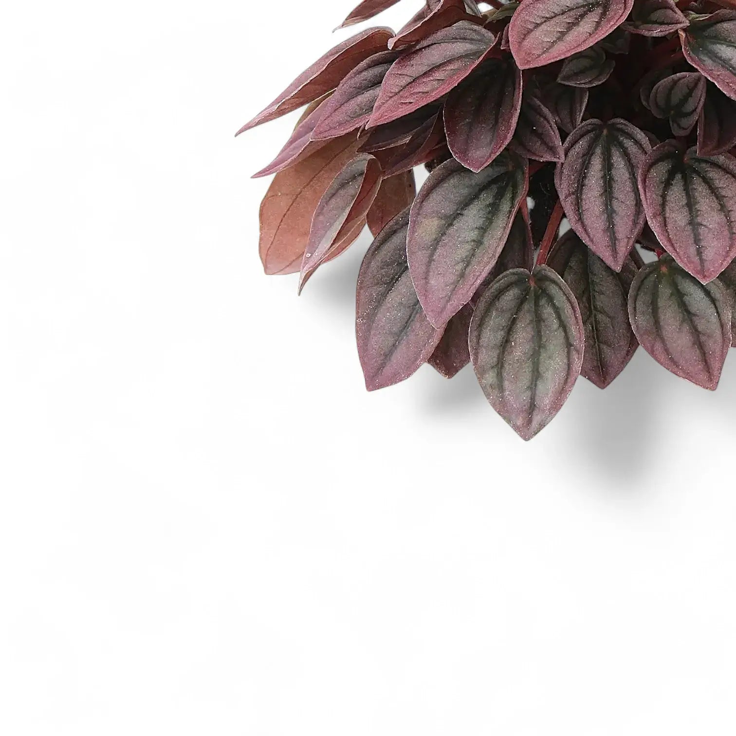 Nahaufnahme eines Blatts von Peperomia caperata 'Cayenne' vor weißem Hintergrund.