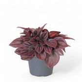 Peperomia caperata 'Cayenne' – Zimmerpflanze im Kulturtopf auf weißem Hintergrund, Produktfoto 3.