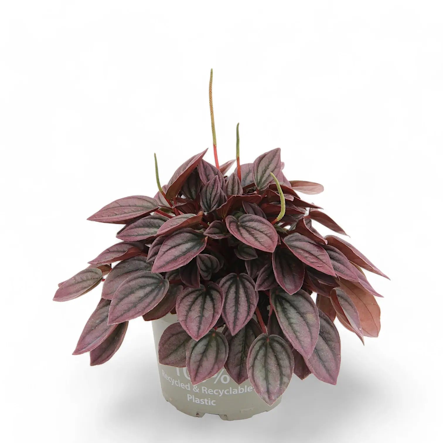 Peperomia caperata 'Cayenne' – Zimmerpflanze im Kulturtopf auf weißem Hintergrund, Produktfoto 4.