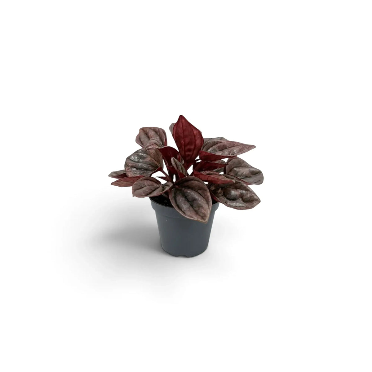 Jungpflanze von Peperomia caperata ‘Cayenne’ mit gewellten, burgunderfarbenen Blättern