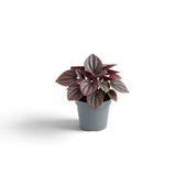 Jungpflanze von Peperomia caperata ‘Cayenne’ mit gewellten, burgunderfarbenen Blättern