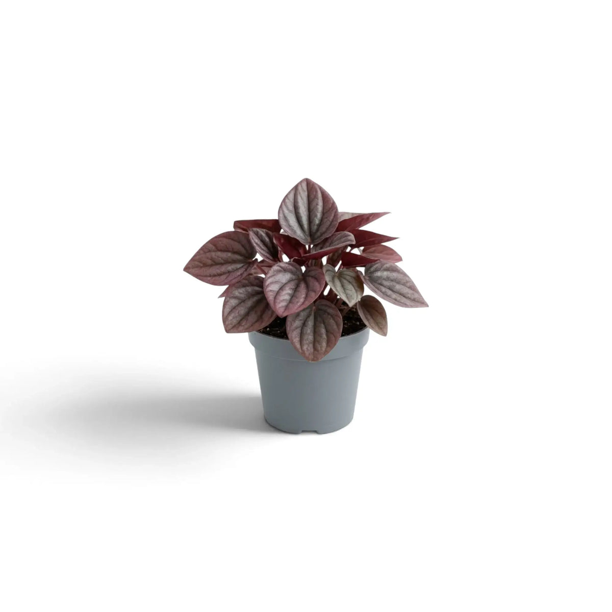 Jungpflanze von Peperomia caperata ‘Cayenne’ mit gewellten, burgunderfarbenen Blättern