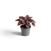 Jungpflanze von Peperomia caperata ‘Cayenne’ mit gewellten, burgunderfarbenen Blättern