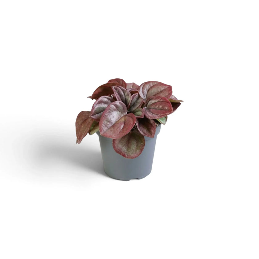 Jungpflanze von Peperomia caperata ‘Cayenne’ mit gewellten, burgunderfarbenen Blättern