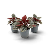 Jungpflanze von Peperomia caperata ‘Cayenne’ mit gewellten, burgunderfarbenen Blättern