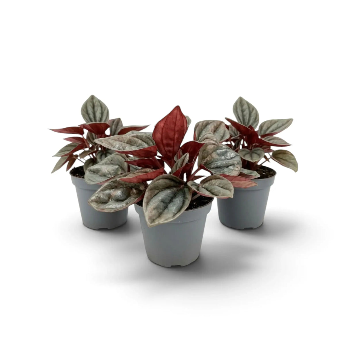 Jungpflanze von Peperomia caperata ‘Cayenne’ mit gewellten, burgunderfarbenen Blättern