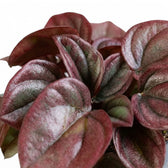Gewelltes Blatt von Peperomia caperata ‘Cayenne’ mit bronze- und burgunderroter Färbung