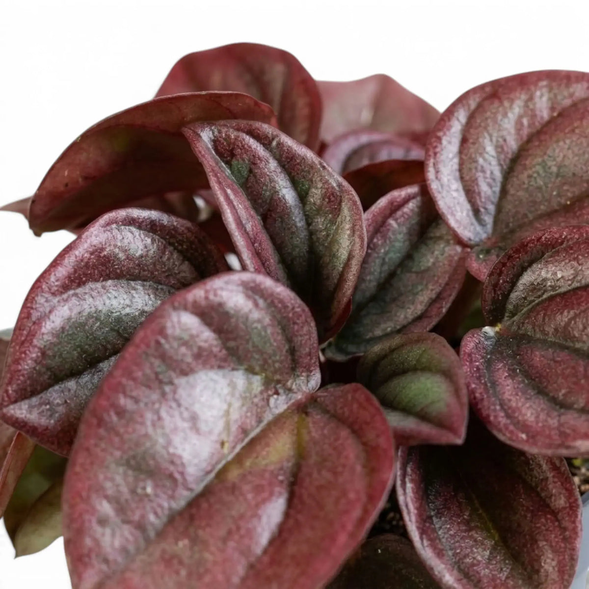 Gewelltes Blatt von Peperomia caperata ‘Cayenne’ mit bronze- und burgunderroter Färbung