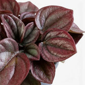 Gewelltes Blatt von Peperomia caperata ‘Cayenne’ mit bronze- und burgunderroter Färbung