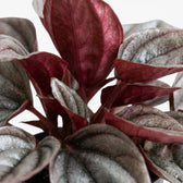 Gewelltes Blatt von Peperomia caperata ‘Cayenne’ mit bronze- und burgunderroter Färbung