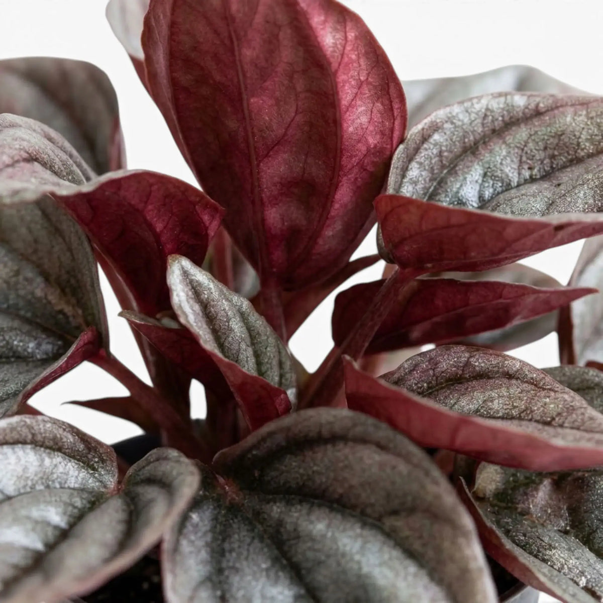Gewelltes Blatt von Peperomia caperata ‘Cayenne’ mit bronze- und burgunderroter Färbung