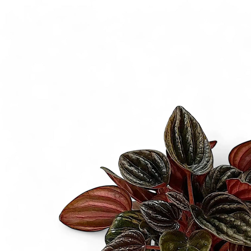 Peperomia caperata 'Montevideo' close-up of leaf on white background.
