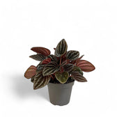 Peperomia caperata 'Montevideo' potted plant in nursery pot on white background.