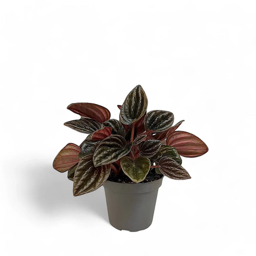 Peperomia caperata 'Montevideo' potted plant in nursery pot on white background.