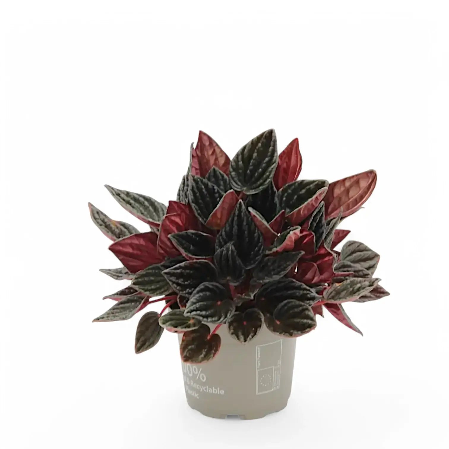 Peperomia caperata 'Montevideo' potted plant in nursery pot on white background.