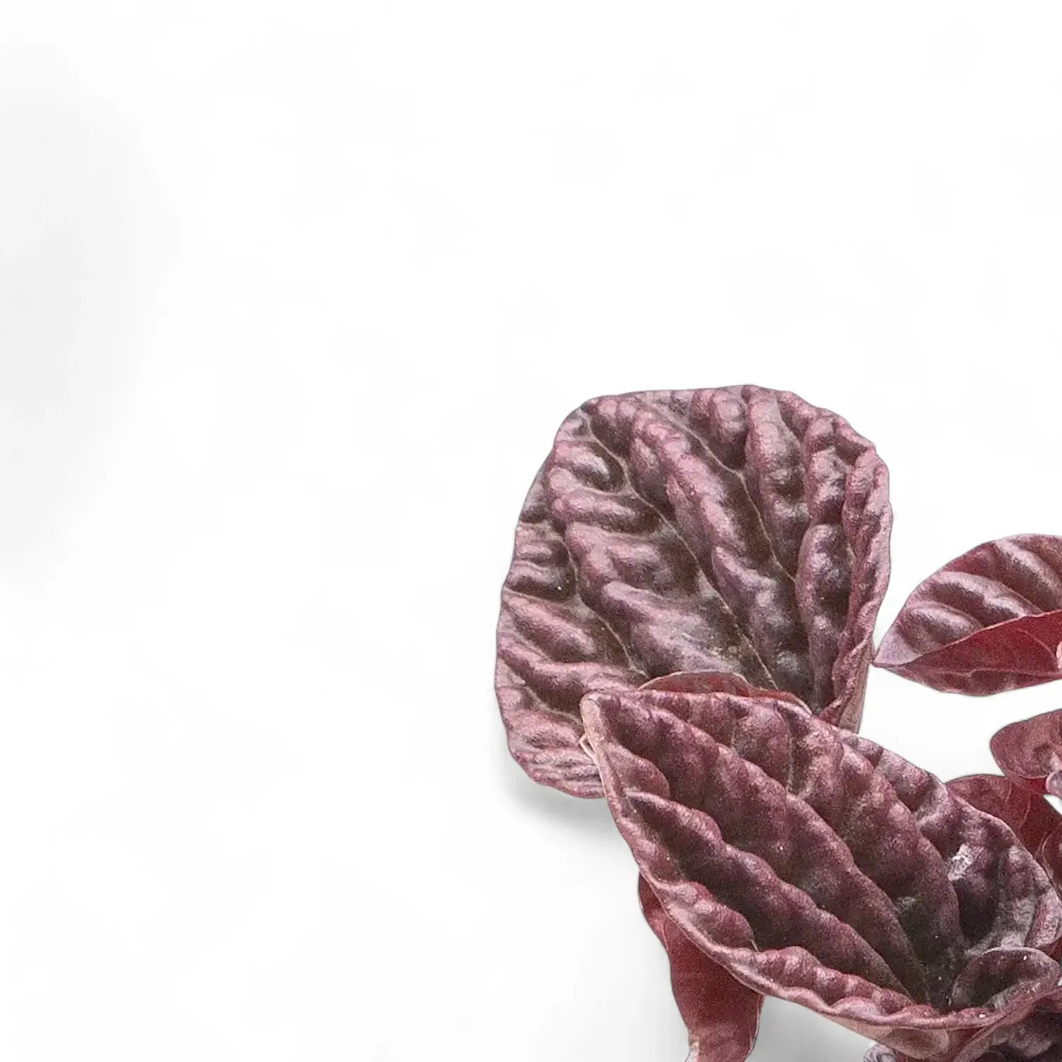 Peperomia caperata 'Red Luna' close-up of leaf on white background.
