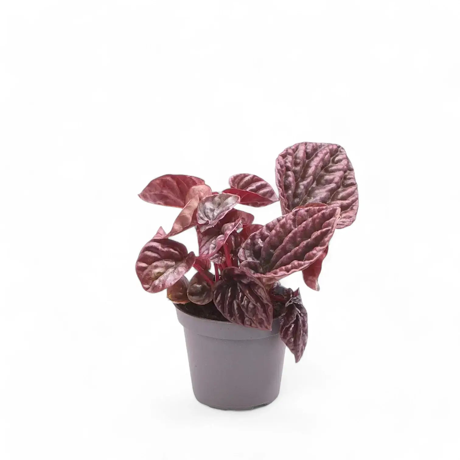 Peperomia caperata 'Red Luna' potted plant in nursery pot on white background.