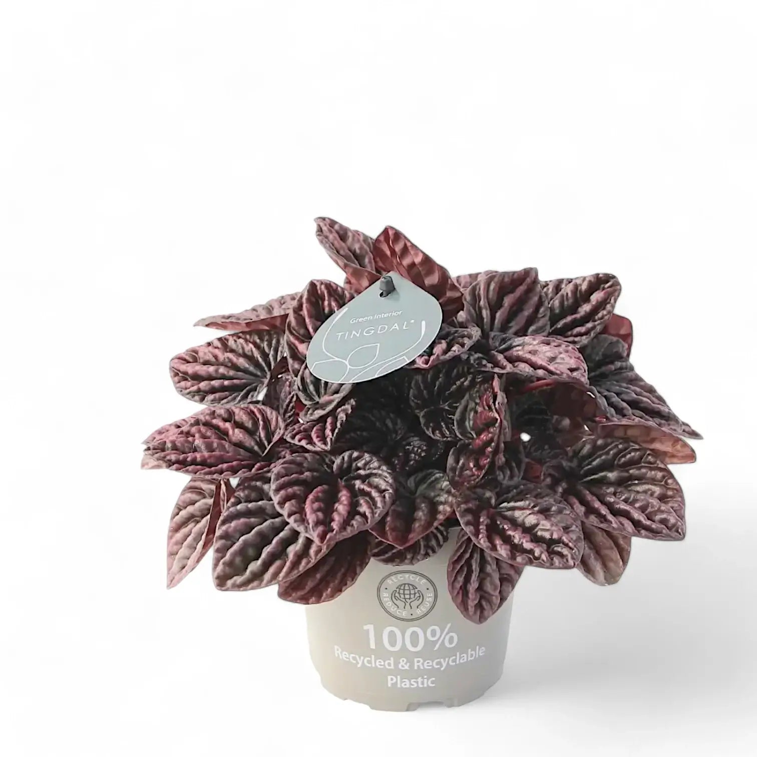 Peperomia caperata 'Red Luna' potted plant in nursery pot on white background.