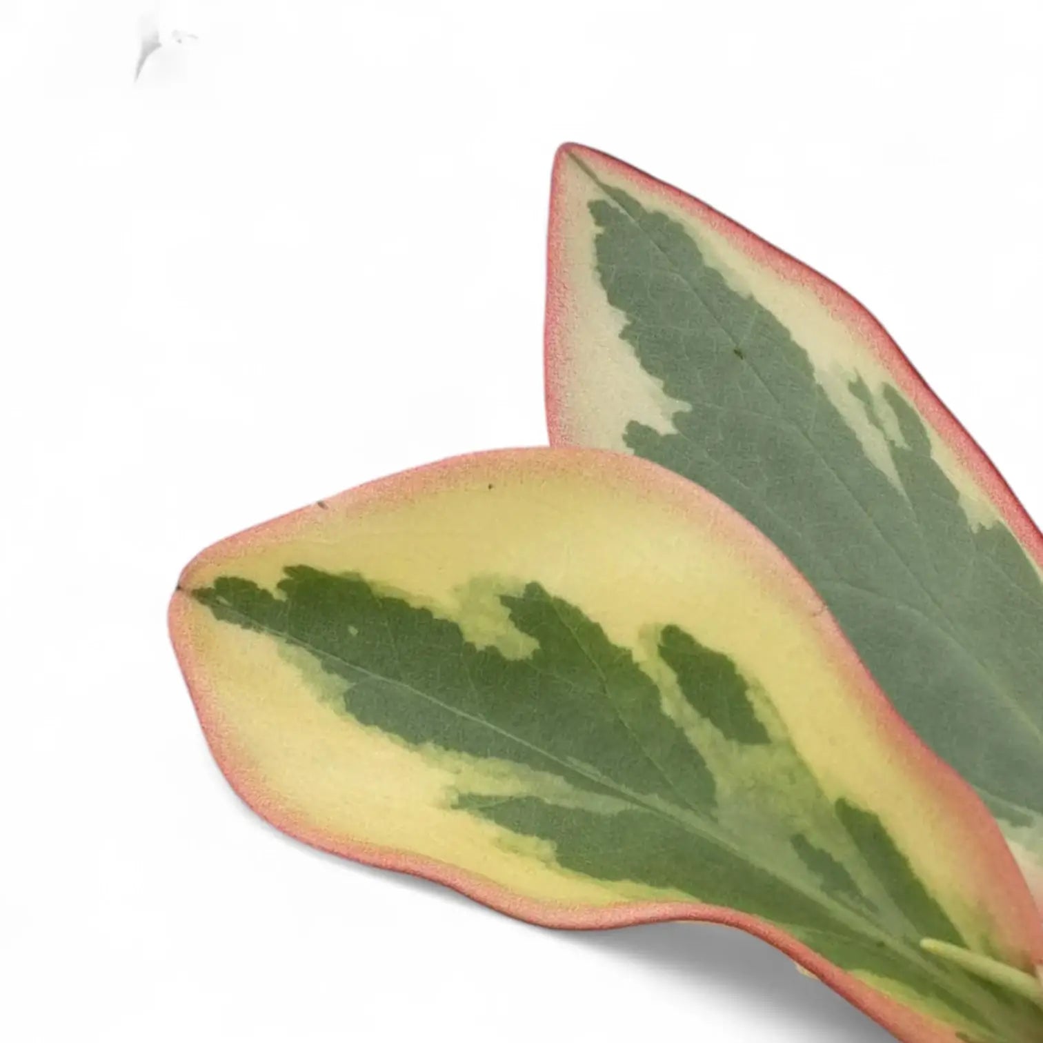 Peperomia clusiifolia 'Jellie' close-up of leaf on white background.