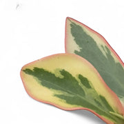 Peperomia clusiifolia 'Jellie' close-up of leaf on white background.