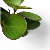 Peperomia clusiifolia 'Red Margin' leaf detail on white background.
